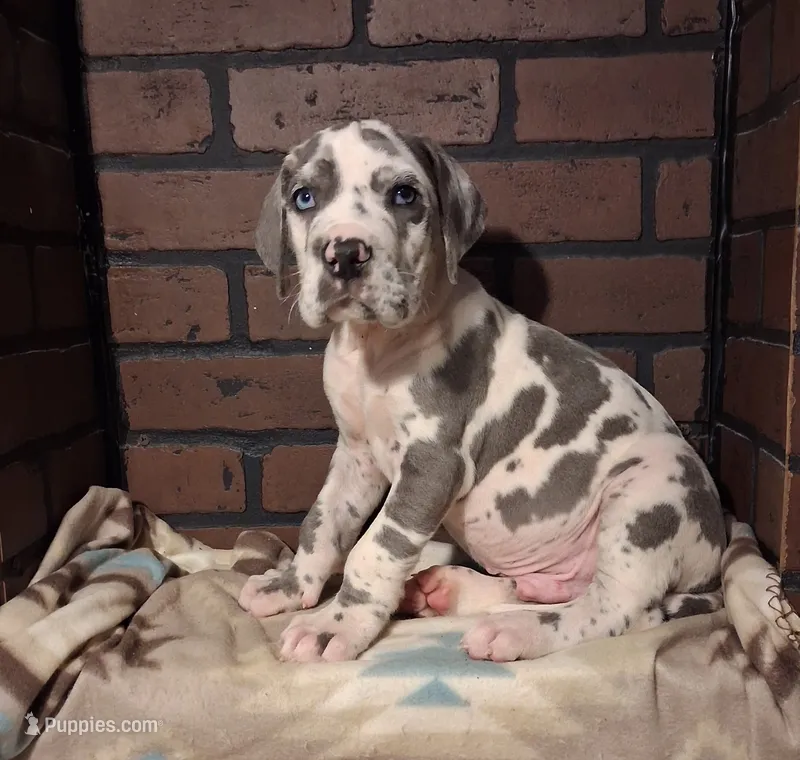 Micah – Great Dane puppy for sale in Lynchburg, VA