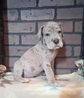 Riot, a male Great Dane for sale in Lynchburg, VA – 2 of 2
