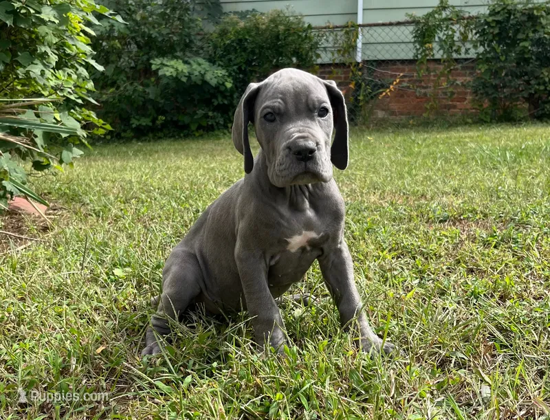 Era – Great Dane puppy for sale in Canton, OH