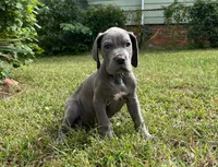 Era, a female Great Dane for sale in Canton, OH – 1 of 2