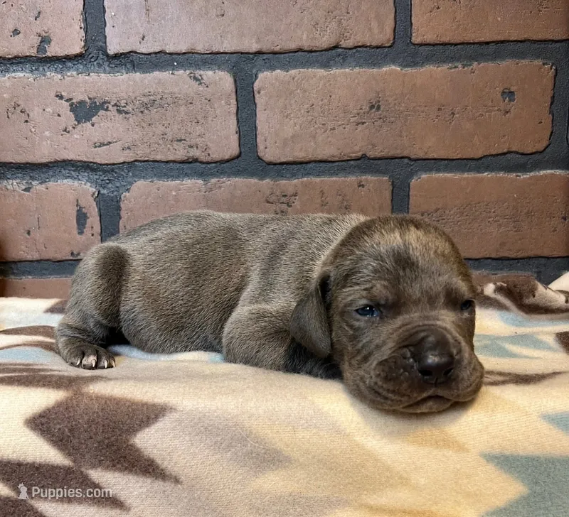 Peace – Great Dane puppy for sale in Lynchburg, VA