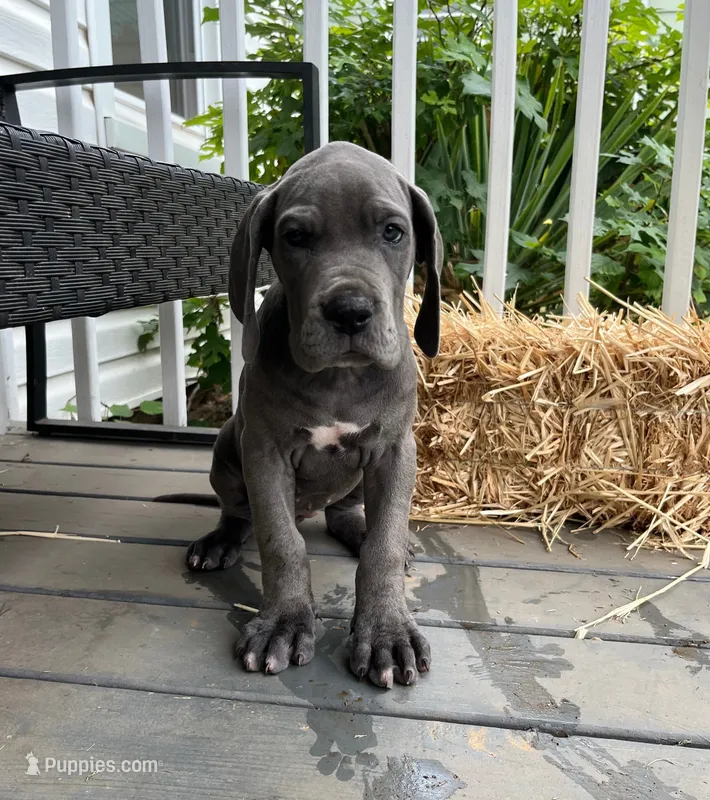 Era – Great Dane puppy for sale in Lynchburg, VA
