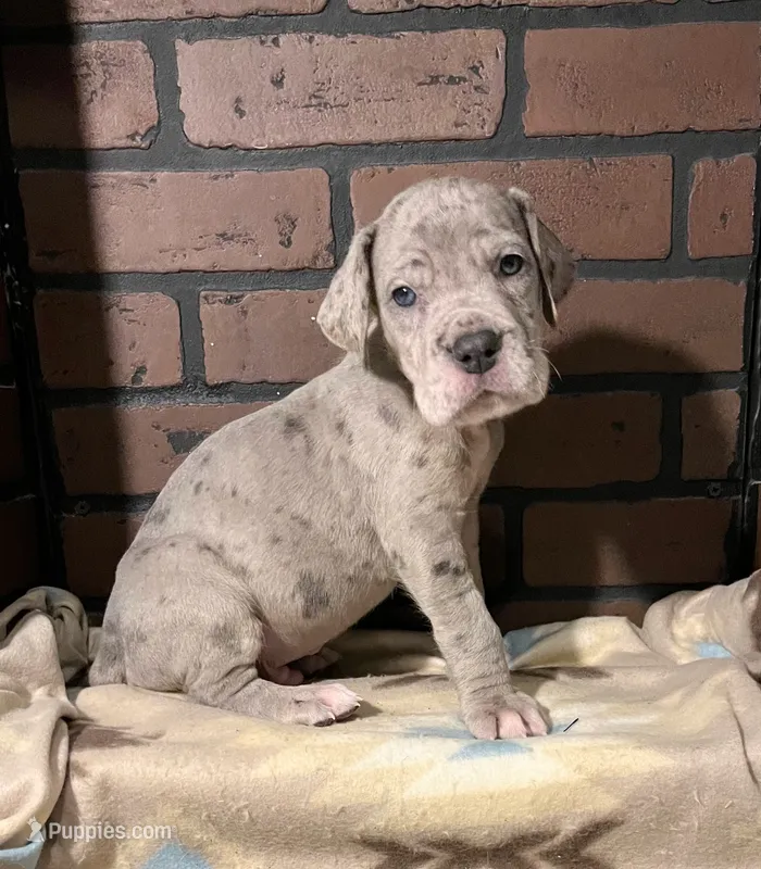 Riot – Great Dane puppy for sale in Lynchburg, VA