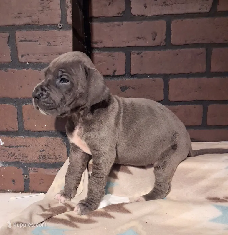 Authority  – Great Dane puppy for sale in Lynchburg, VA