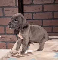 Authority , a female Great Dane for sale in Lynchburg, VA – 1 of 2