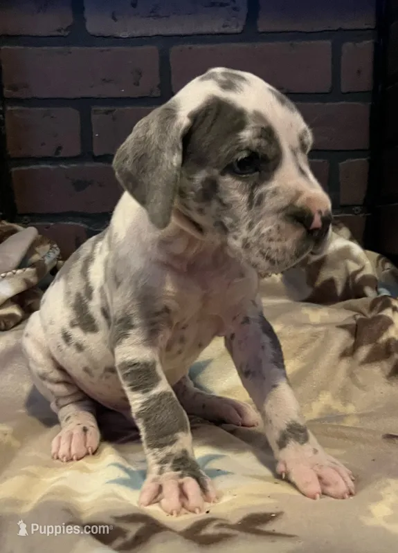 Micah – Great Dane puppy for sale in Lynchburg, VA