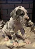 Micah, a male Great Dane for sale in Lynchburg, VA – 1 of 1