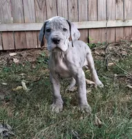 Riot, a male Great Dane for sale in Canton, OH – 2 of 3