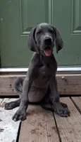 Rose, a female Great Dane for sale in Lynchburg, VA – 2 of 3