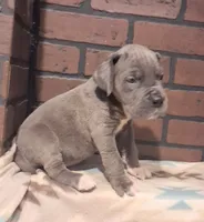 Peace, a female Great Dane for sale in Lynchburg, VA – 2 of 2