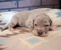 Riot, a male Great Dane for sale in Lynchburg, VA – 4 of 4