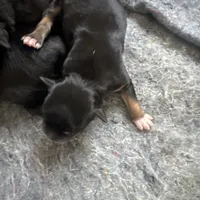Tulsi, a female Australian Cattle Dog and Miniature Goldendoodle for sale in Arlington, TX – Photo 2 of 3