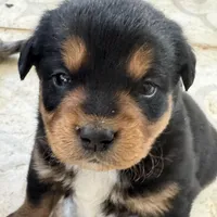 Tulsi, a female Australian Cattle Dog and Miniature Goldendoodle for sale in Arlington, TX – Photo 1 of 3