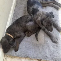 Pepper, a female Australian Cattle Dog and Miniature Goldendoodle for sale in Arlington, TX – Photo 7 of 7