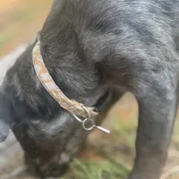Pepper, a female Australian Cattle Dog and Miniature Goldendoodle for sale in Arlington, TX – Photo 6 of 7