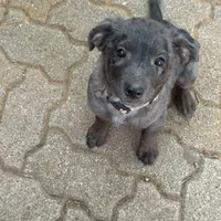 Pepper, a female Australian Cattle Dog and Miniature Goldendoodle for sale in Arlington, TX – Photo 3 of 7
