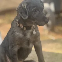 Pepper, a female Australian Cattle Dog and Miniature Goldendoodle for sale in Arlington, TX – Photo 1 of 7