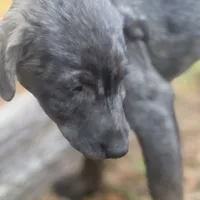 Pepper, a female Australian Cattle Dog and Miniature Goldendoodle for sale in Arlington, TX – Photo 2 of 7
