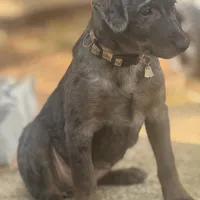 Pepper, a female Australian Cattle Dog and Miniature Goldendoodle for sale in Arlington, TX – Photo 5 of 7