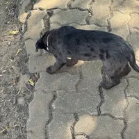 Pepper, a female Australian Cattle Dog and Miniature Goldendoodle for sale in Arlington, TX – Photo 4 of 7