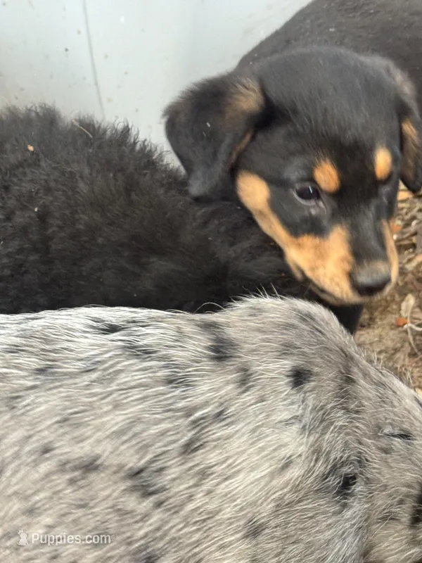 “M” – Australian Cattle Dog, Miniature Goldendoodle puppy for sale in Arlington, TX
