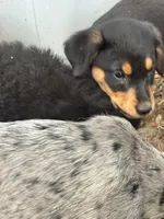 “M”, a female Australian Cattle Dog and Miniature Goldendoodle for sale in Arlington, TX – 1 of 3