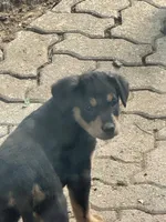 “M”, a female Australian Cattle Dog and Miniature Goldendoodle for sale in Arlington, TX – 2 of 3