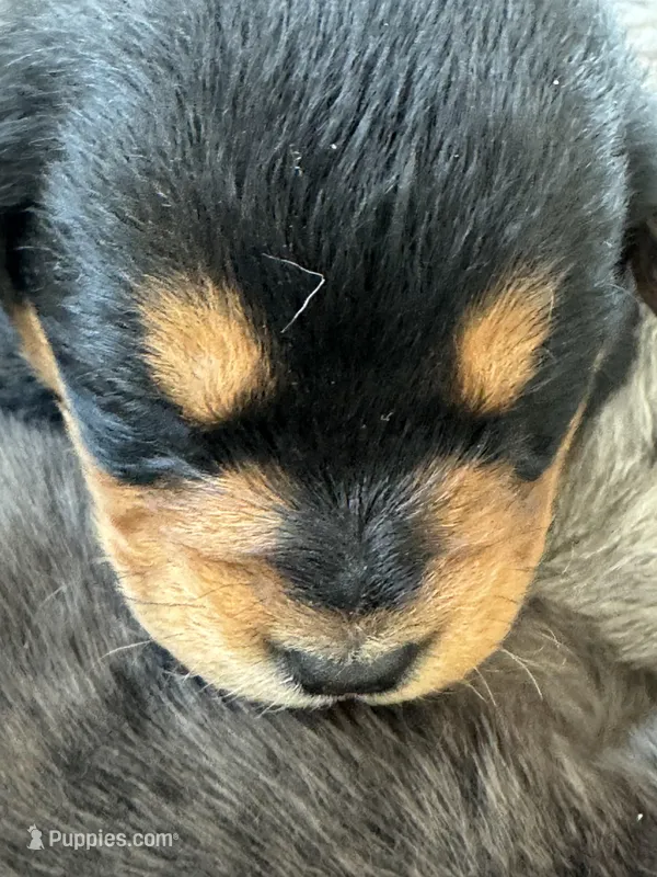 “M” – Australian Cattle Dog, Miniature Goldendoodle puppy for sale in Arlington, TX