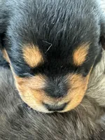 “M”, a female Australian Cattle Dog and Miniature Goldendoodle for sale in Arlington, TX – 3 of 3