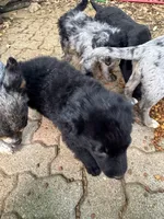 Chief, a male Australian Cattle Dog and Miniature Goldendoodle for sale in Arlington, TX – Photo 2 of 4
