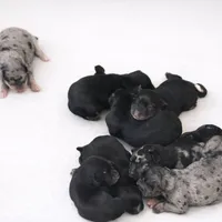 Chief, a male Australian Cattle Dog and Miniature Goldendoodle for sale in Arlington, TX – Photo 4 of 4