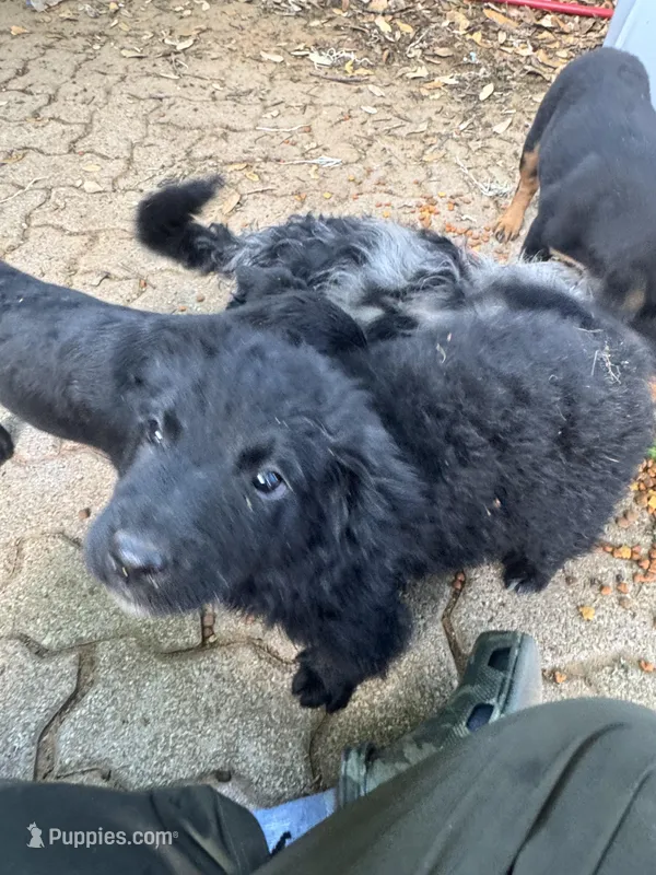 Chief – Australian Cattle Dog, Miniature Goldendoodle puppy for sale in Arlington, TX