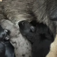Chief, a male Australian Cattle Dog and Miniature Goldendoodle for sale in Arlington, TX – Photo 3 of 4