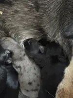 processed/d2dff530-fe17-455e-ac0f-f4e6cf25072d/listing/517fc3a7-9cee-49cf-a438-0d63675eb4b7/d62000ab-0529-4bff-8af3-7d9201cb5700