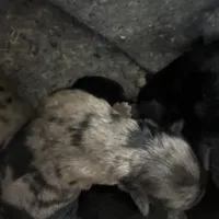 Kiowa, a female Australian Cattle Dog and Miniature Goldendoodle for sale in Arlington, TX – Photo 2 of 3