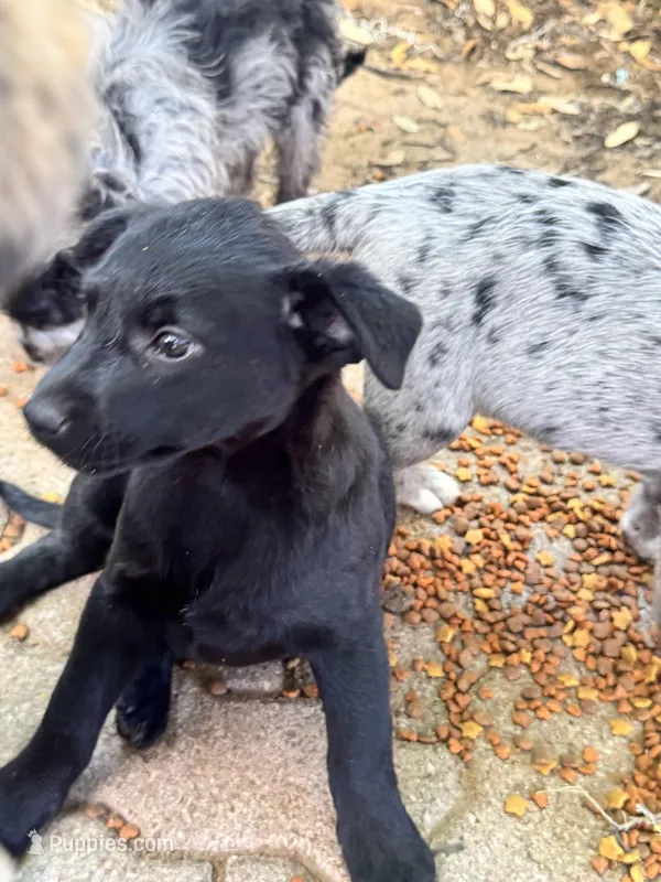 Kion – Australian Cattle Dog, Miniature Goldendoodle puppy for sale in Arlington, TX