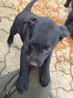 Kion, a male Australian Cattle Dog and Miniature Goldendoodle for sale in Arlington, TX – Photo 4 of 6