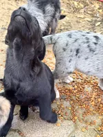 Kion, a male Australian Cattle Dog and Miniature Goldendoodle for sale in Arlington, TX – Photo 6 of 6