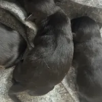 Kiowa, a female Australian Cattle Dog and Miniature Goldendoodle for sale in Arlington, TX – Photo 1 of 3