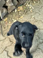 Kion, a male Australian Cattle Dog and Miniature Goldendoodle for sale in Arlington, TX – Photo 5 of 6