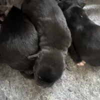 Chesty Puller, a male Australian Cattle Dog and Miniature Goldendoodle for sale in Arlington, TX – Photo 2 of 4