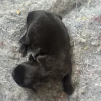 Chesty Puller, a male Australian Cattle Dog and Miniature Goldendoodle for sale in Arlington, TX – Photo 3 of 4