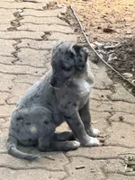 GI Jane, a female Australian Cattle Dog and Miniature Goldendoodle for sale in Arlington, TX – 2 of 5