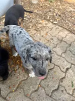 GI Jane, a female Australian Cattle Dog and Miniature Goldendoodle for sale in Arlington, TX – 1 of 5