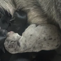 GI Jane, a female Australian Cattle Dog and Miniature Goldendoodle for sale in Arlington, TX – Photo 2 of 3