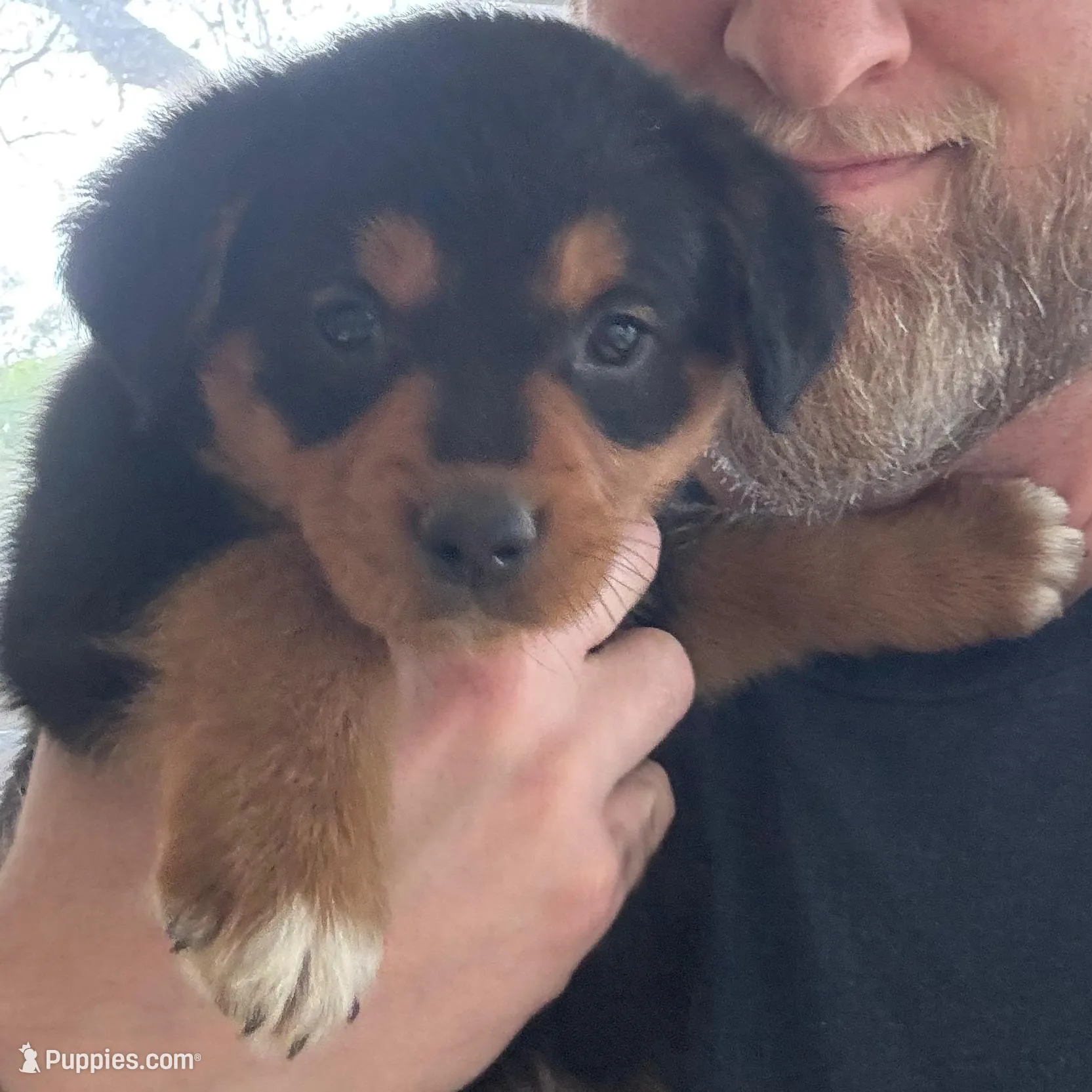 Carla Gustaf – Australian Cattle Dog, Miniature Goldendoodle puppy for sale in Arlington, TX