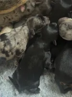 Carl Gustaf, a male Australian Cattle Dog and Miniature Goldendoodle for sale in Arlington, TX – Photo 1 of 2