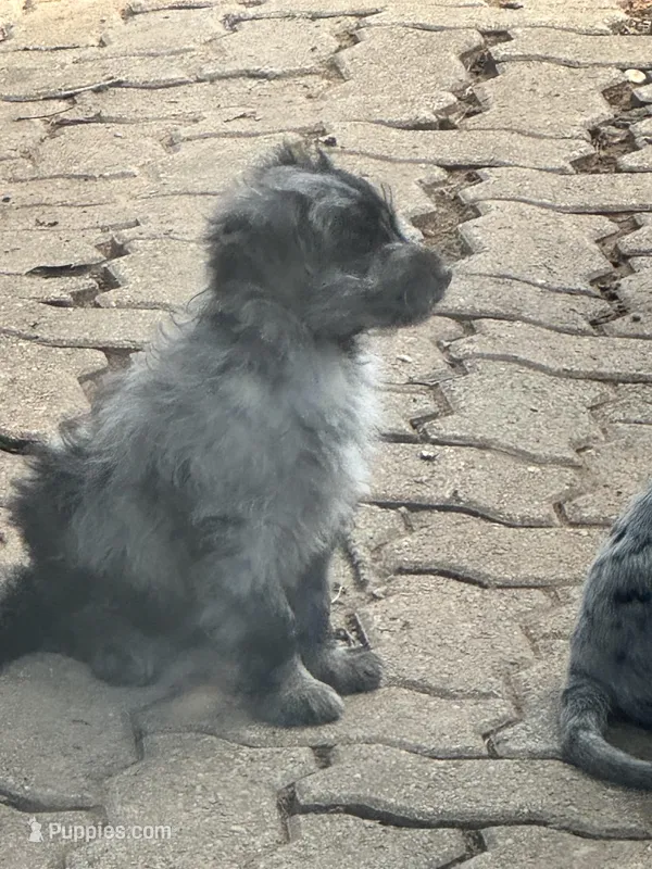 Irene – Australian Cattle Dog, Miniature Goldendoodle puppy for sale in Arlington, TX