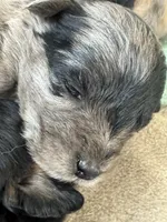 Irene, a female Australian Cattle Dog and Miniature Goldendoodle for sale in Arlington, TX – Photo 2 of 2