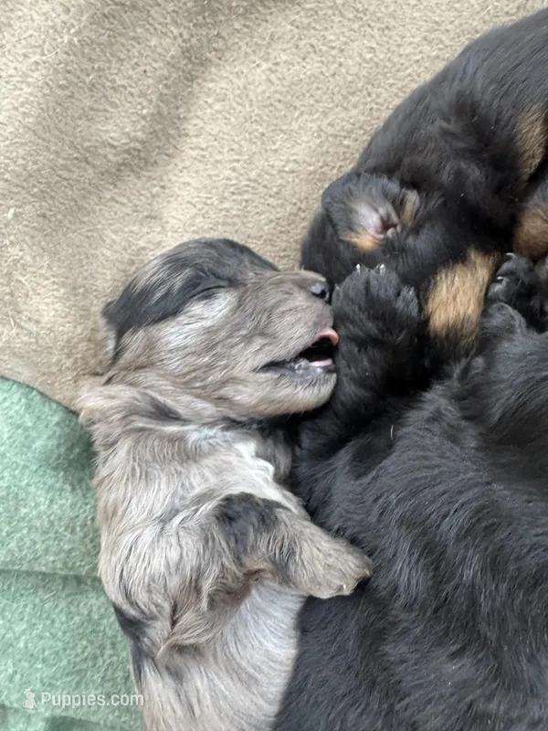 Irene – Australian Cattle Dog, Miniature Goldendoodle puppy for sale in Arlington, TX